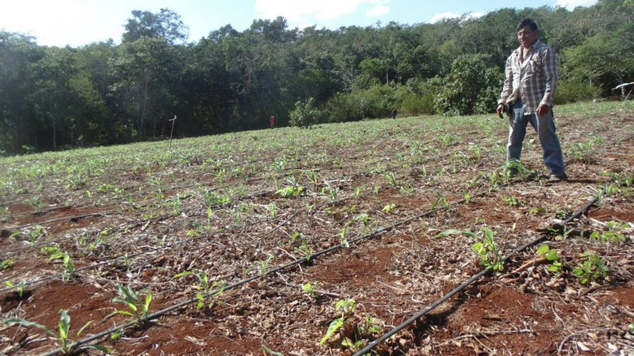 El fruto fue una fuente de riqueza; ahora se redujo drásticamente.