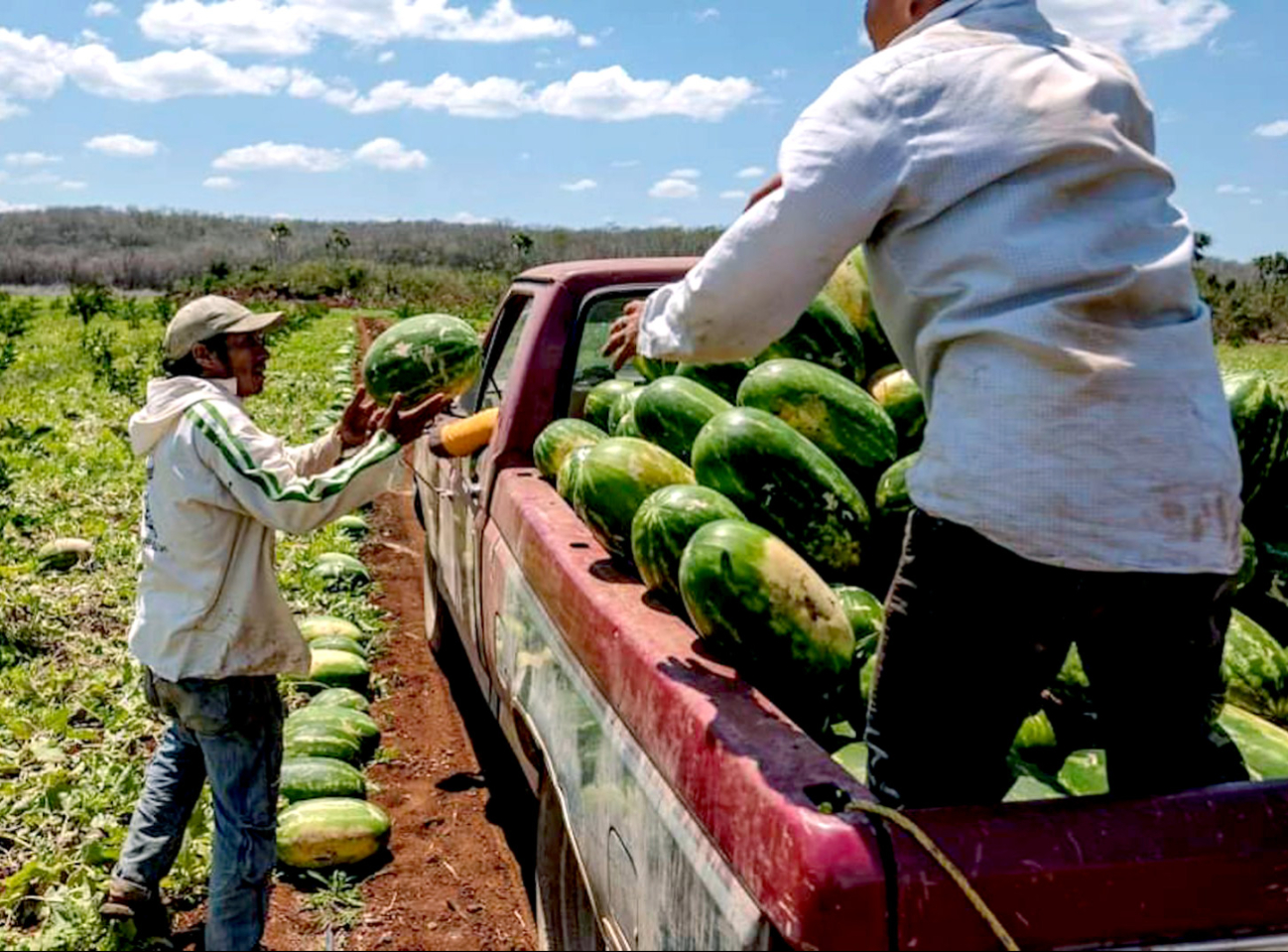Cultivos de sandía morelense sufren auge y decadencia; la siembra cada vez es menos rentable 