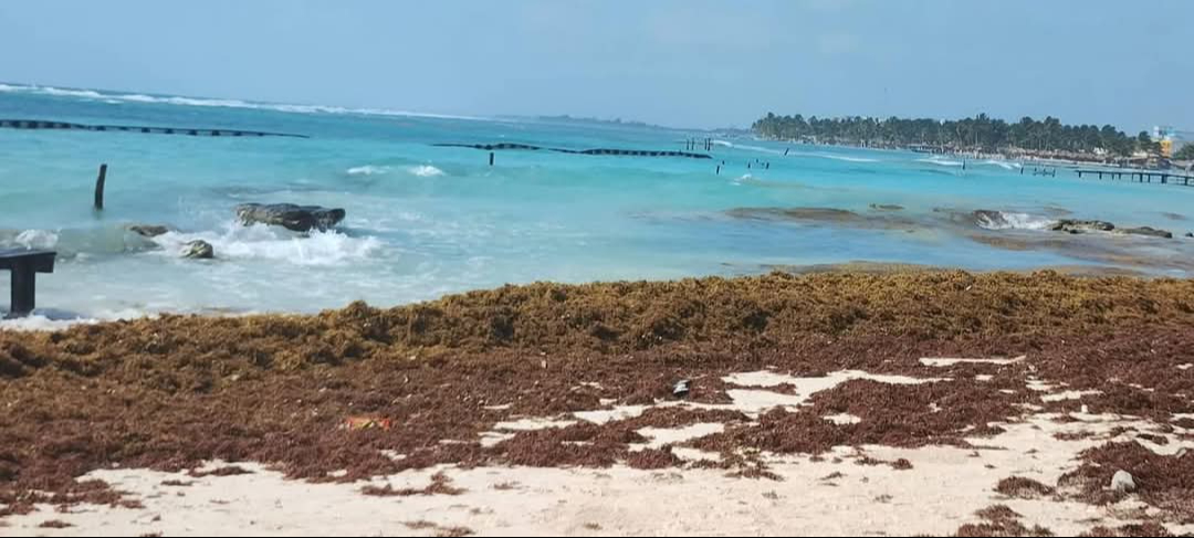 Barreras anti sargazo siguen sin ser activadas en Mahahual
