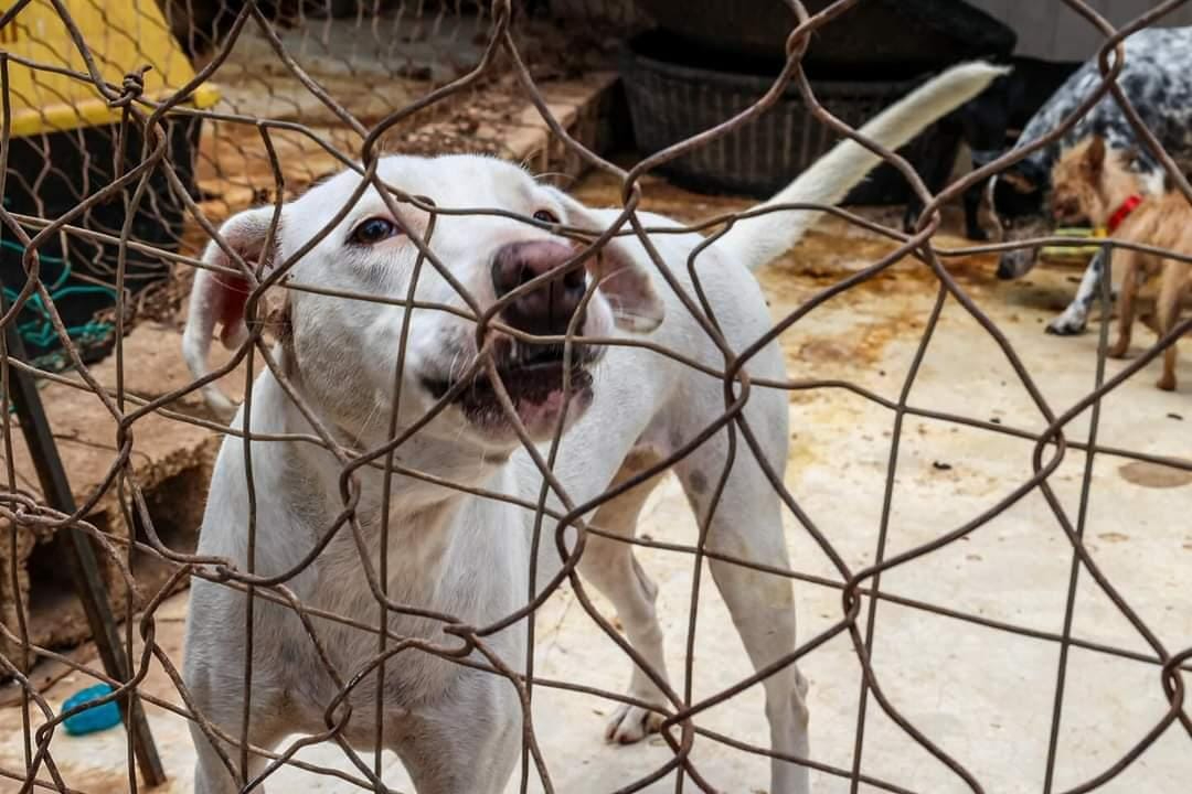La unidad de protección a la fauna del Ayuntamiento de Mérida atiende 300 denuncias mensuales La unidad de protección a la fauna del Ayuntamiento de Mérida atiende 300 denuncias mensuales