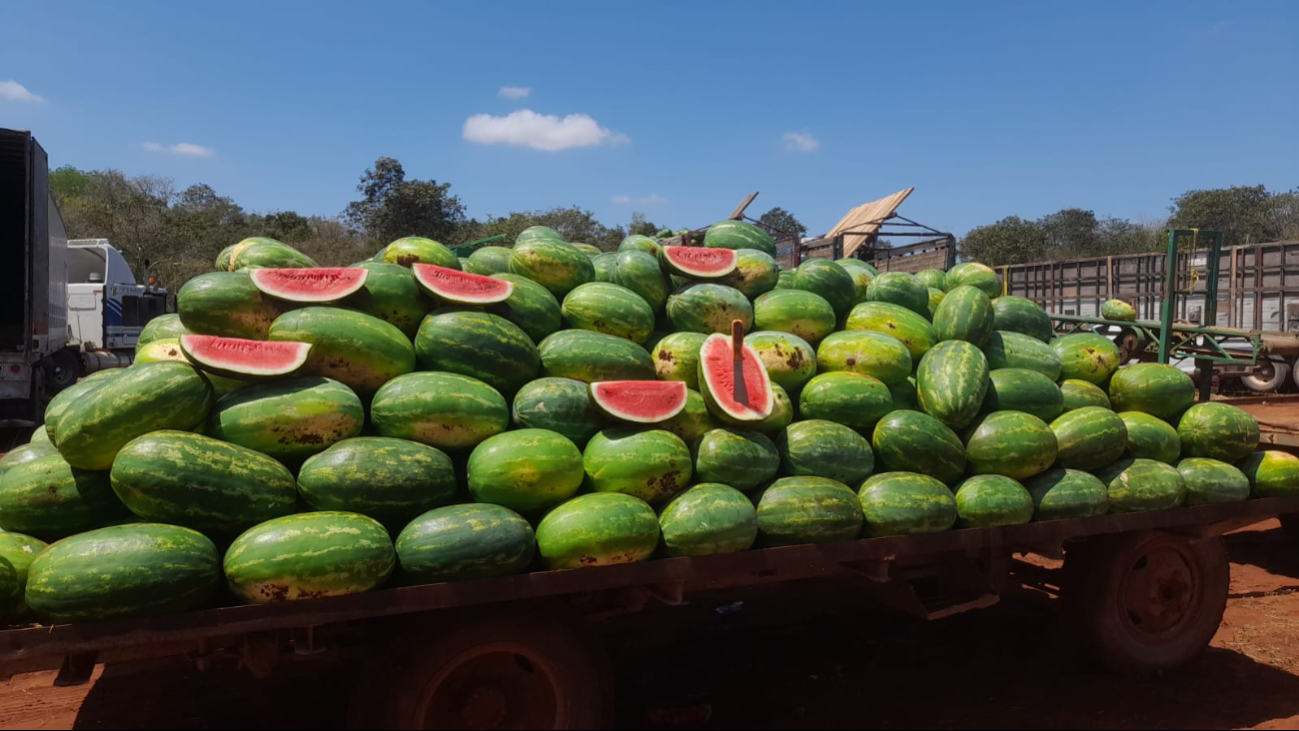 Incrementa precio de la sandía en Hopelchén a un 50%