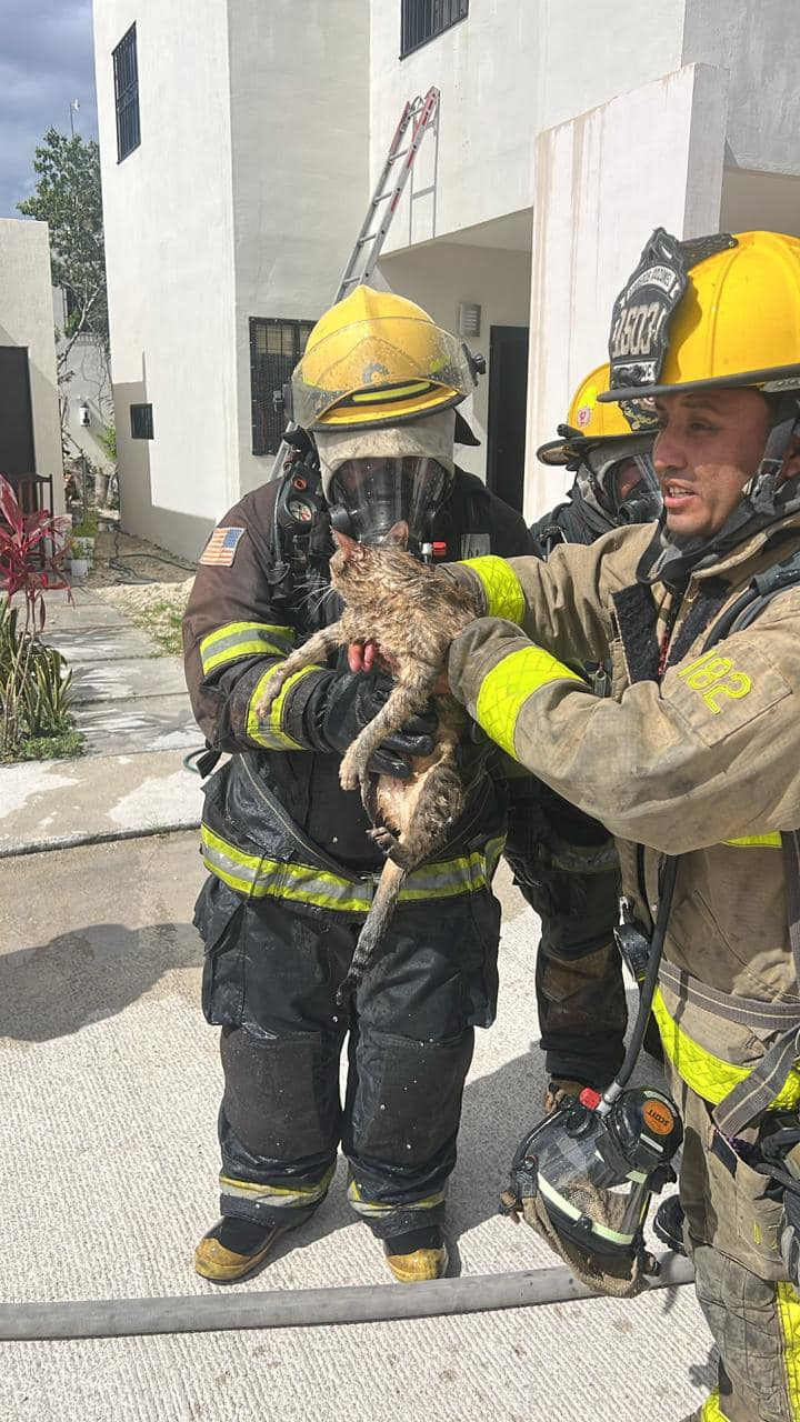Al ser rescatado, el gato fue entregado a su dueña sano y salvo Al ser rescatado, el gato fue entregado a su dueña sano y salvo