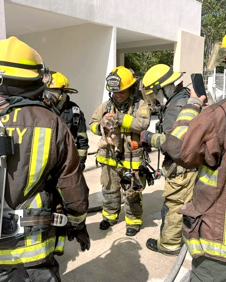 Bomberos de Cozumel salvan a gatito de un incendio en la colonia Encanto 2