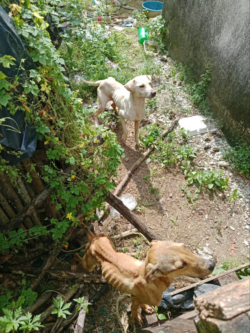 Los perros serán monitoreados por equipo veterinario. Los perros serán monitoreados por equipo veterinario.