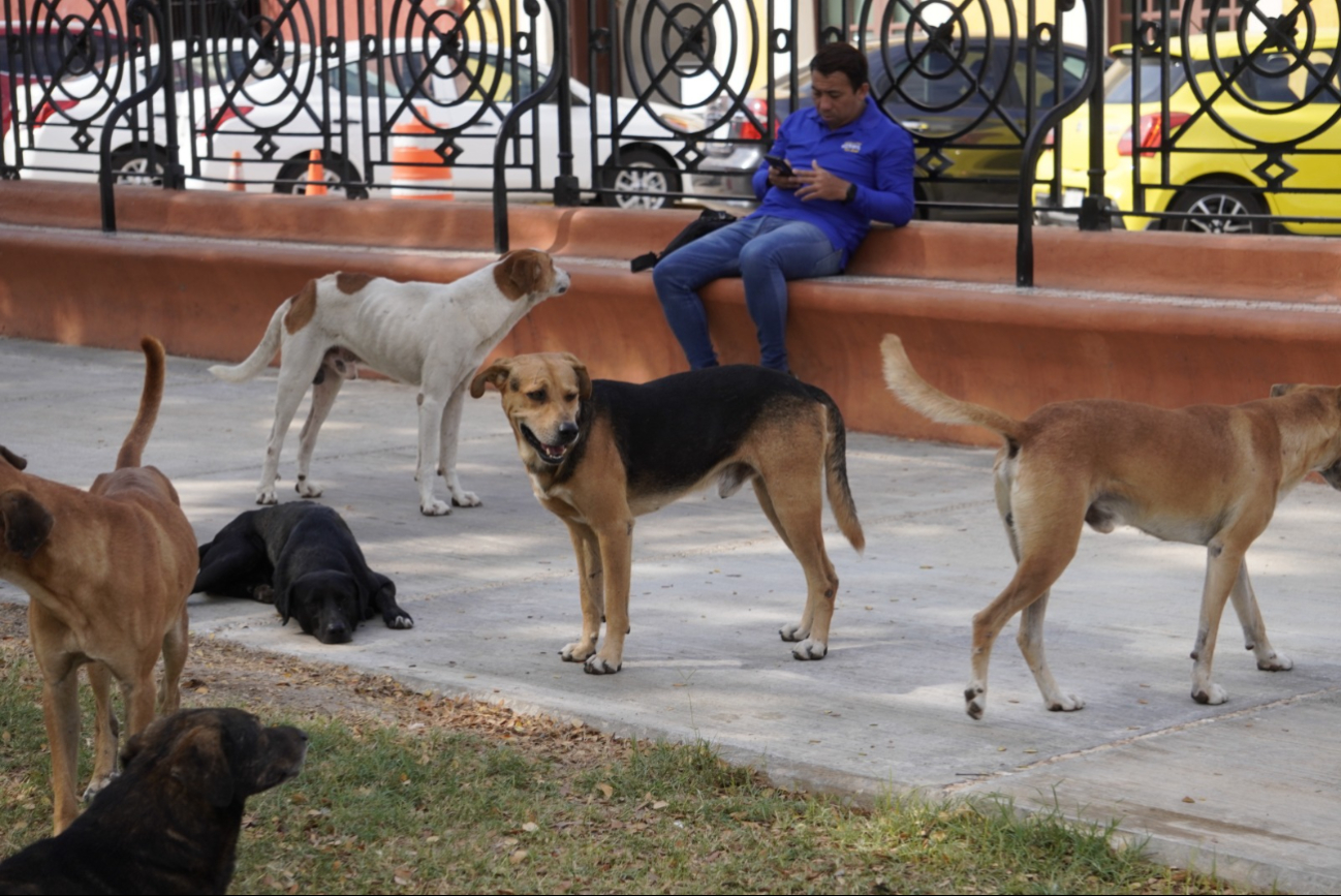 2025 podría ser el peor año en maltrato animal para Campeche; la capital lidera con 318 casos 