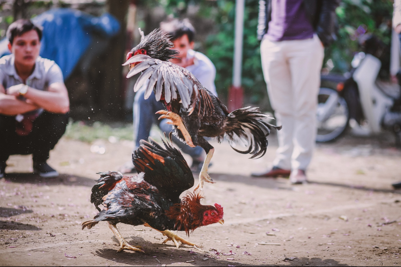 En 2017 se presentó una iniciativa de reforma a la Ley de Protección y Bienestar Animal, la cual fue aprobada en 2019 En 2017 se presentó una iniciativa de reforma a la Ley de Protección y Bienestar Animal, la cual fue aprobada en 2019