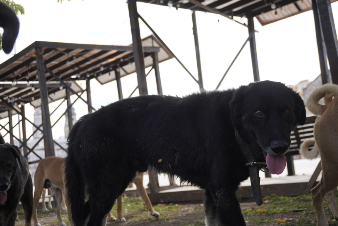 Preocupante Crecimiento de Violencia Contra Animales Preocupante Crecimiento de Violencia Contra Animales