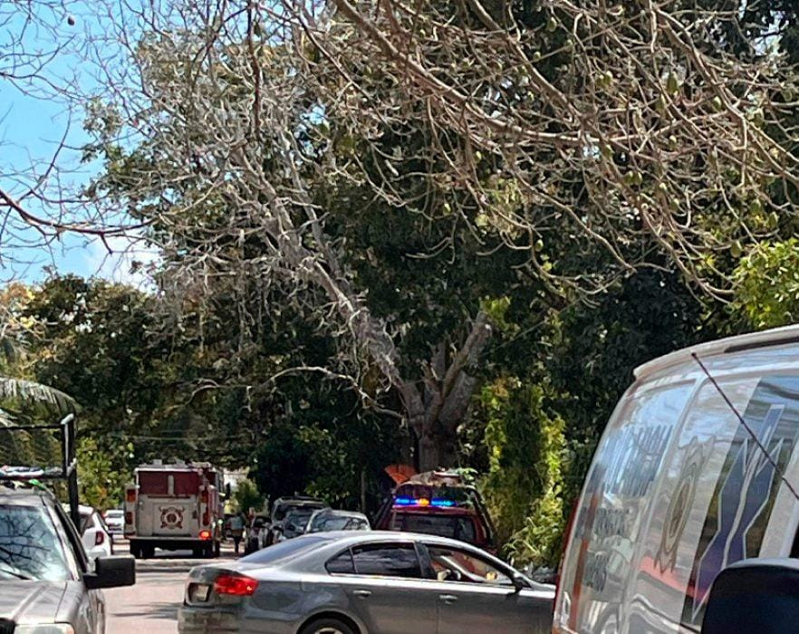 Registran ataque de abejas en Chetumal