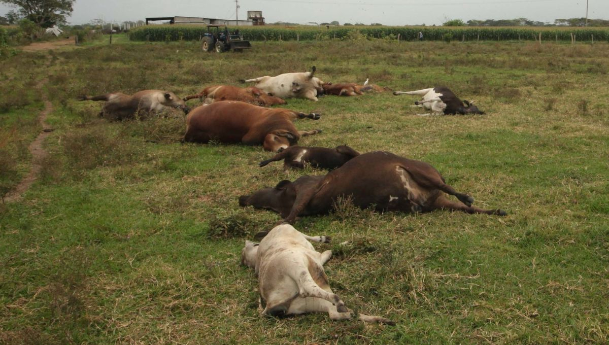 Los productores afectados enfrentan una situación crítica. Algunos han perdido la totalidad de sus animales Los productores afectados enfrentan una situación crítica. Algunos han perdido la totalidad de sus animales