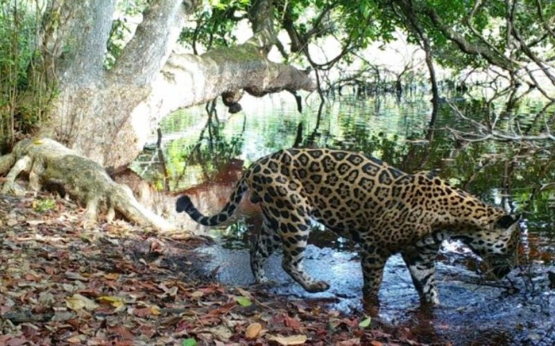 Matamoros y Benito Juárez: 6 mil hectáreas dedicadas a la conservación ambiental en Campeche