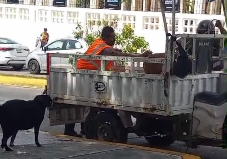 A caso de no tener un dueño u hogar, el perro sería llevado de vuelta al sitio donde lo encontraron.