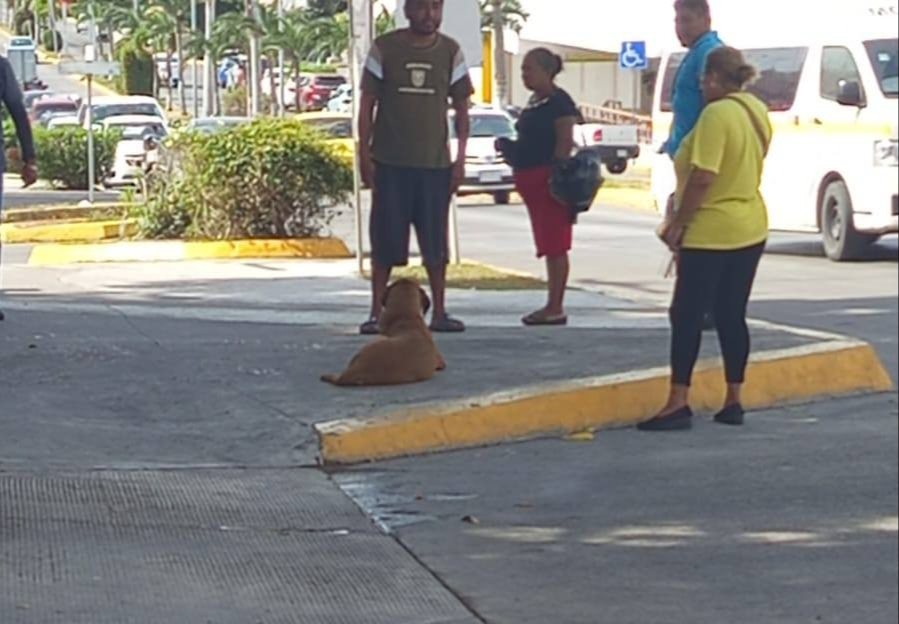 Agresiones contra caninos en la región suelen presentarse debido a la proliferación de estos animales.