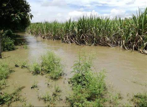 Productores han quedado endeudados por la compra de maquinaria ante la falta de mano de obra. Productores han quedado endeudados por la compra de maquinaria ante la falta de mano de obra.