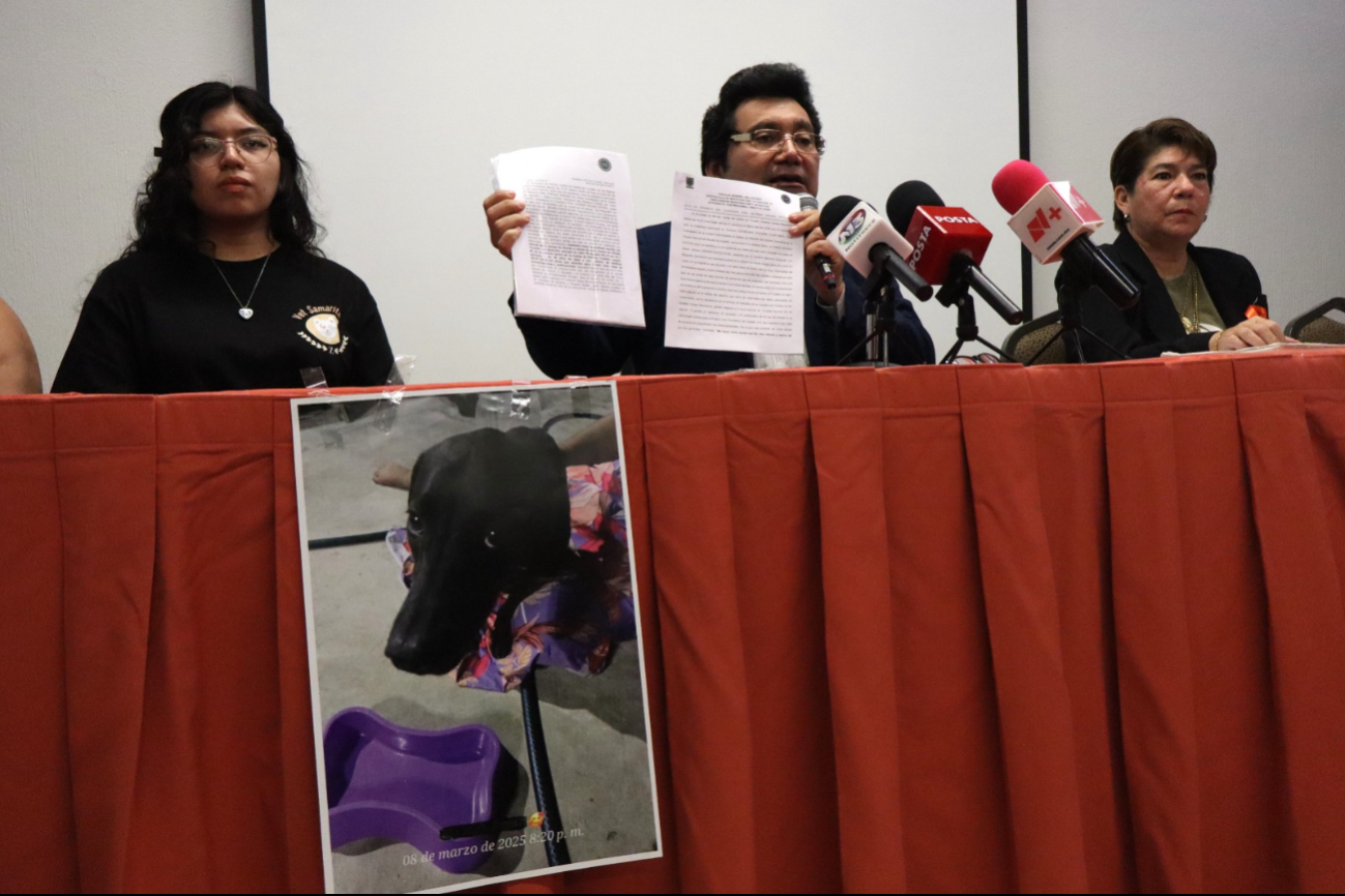 Animalistas piden cárcel al responsable de atropellar a Negrita