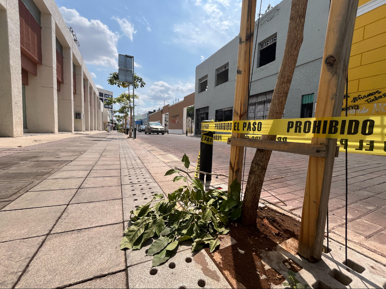 Captan a un hombre dañando los árboles recién plantados  del Corredor Turístico de Mérida