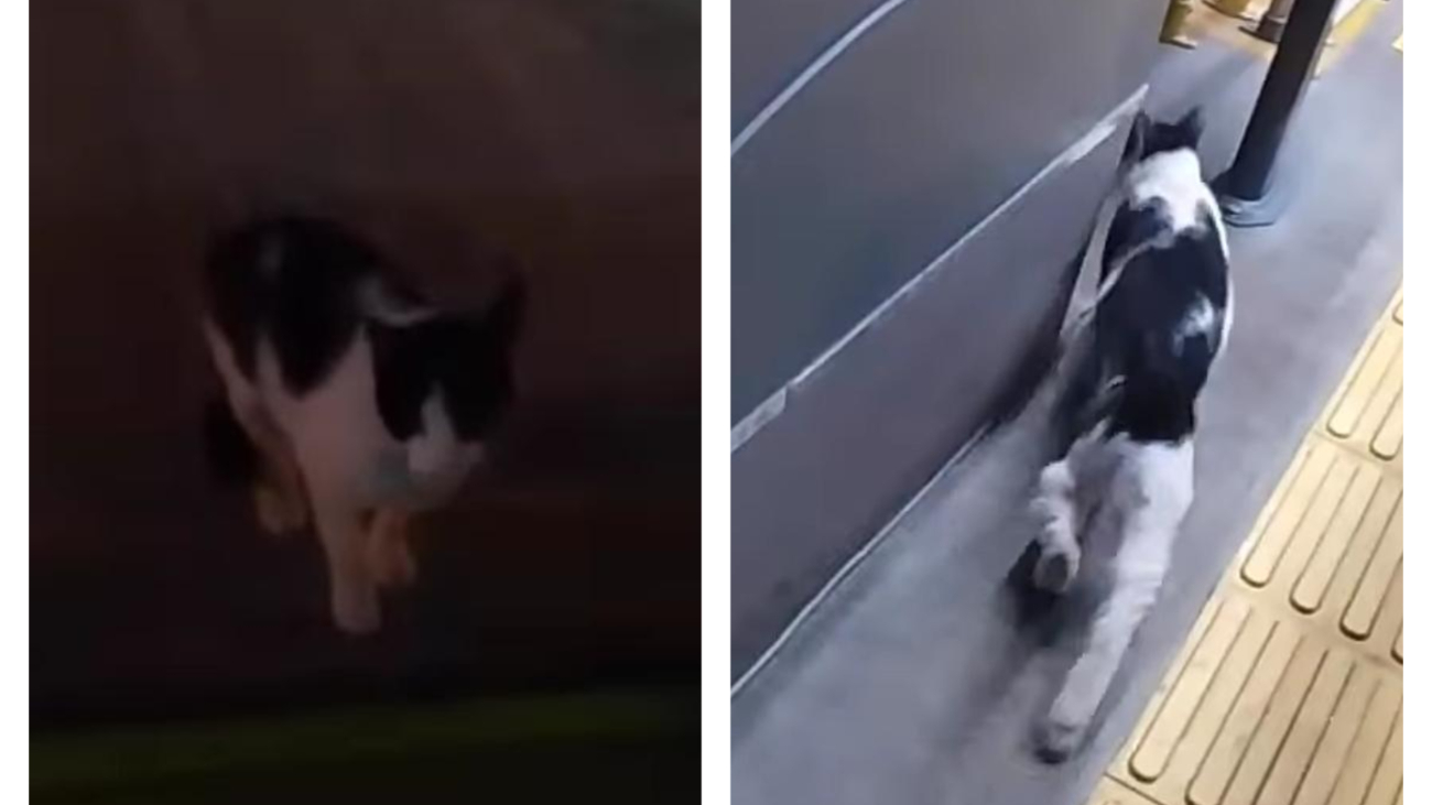 Sin tarjeta de tarifa general ni E Ticket: Captan a gatito abordando un Va y Ven     