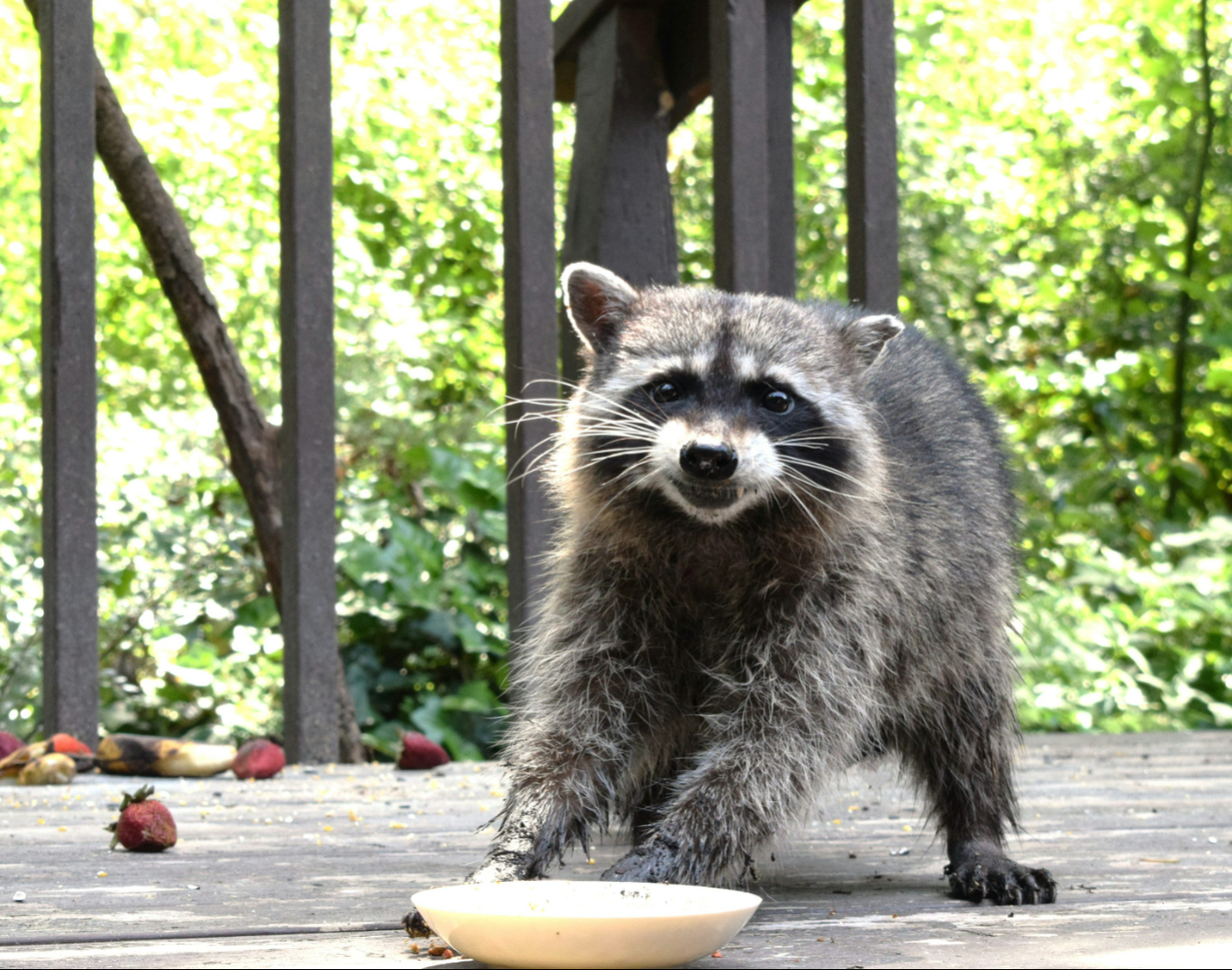 Zarigüeyas, mapaches o zorros ¿Es legal tenerlos como mascotas? 