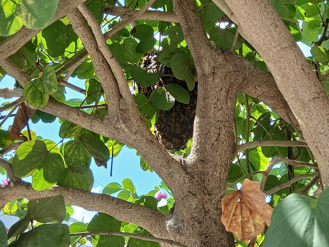 ¿Te picó una abeja? Estos son remedios caseros y medidas de emergencia