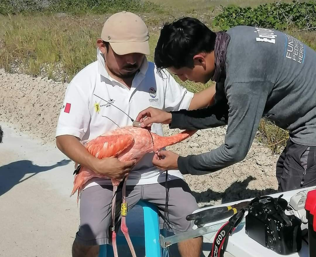 Realizan seguimiento constante de la población de flamencos en Yucatán
