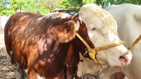 Es a través de las heridas de los animales en que se insertan estas plagas. Es a través de las heridas de los animales en que se insertan estas plagas.