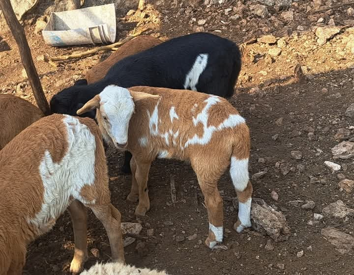 Los animalitos fueron devueltos a su dueño Los animalitos fueron devueltos a su dueño