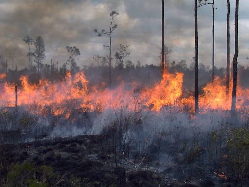 Sequía extrema riesgo de más incendios: Semabicce Sequía extrema riesgo de más incendios: Semabicce