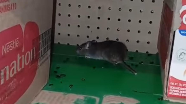 Reportan presencia de ratones en un supermercado de Mérida 