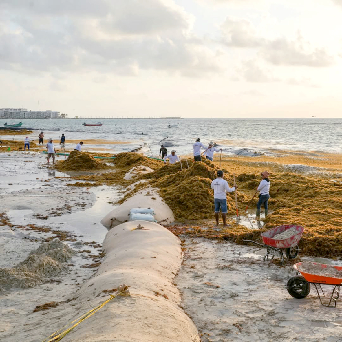 En Playa del Carmen, en El Recodo, se intensificó el recale, aunque Zofemat lo combatió En Playa del Carmen, en El Recodo, se intensificó el recale, aunque Zofemat lo combatió