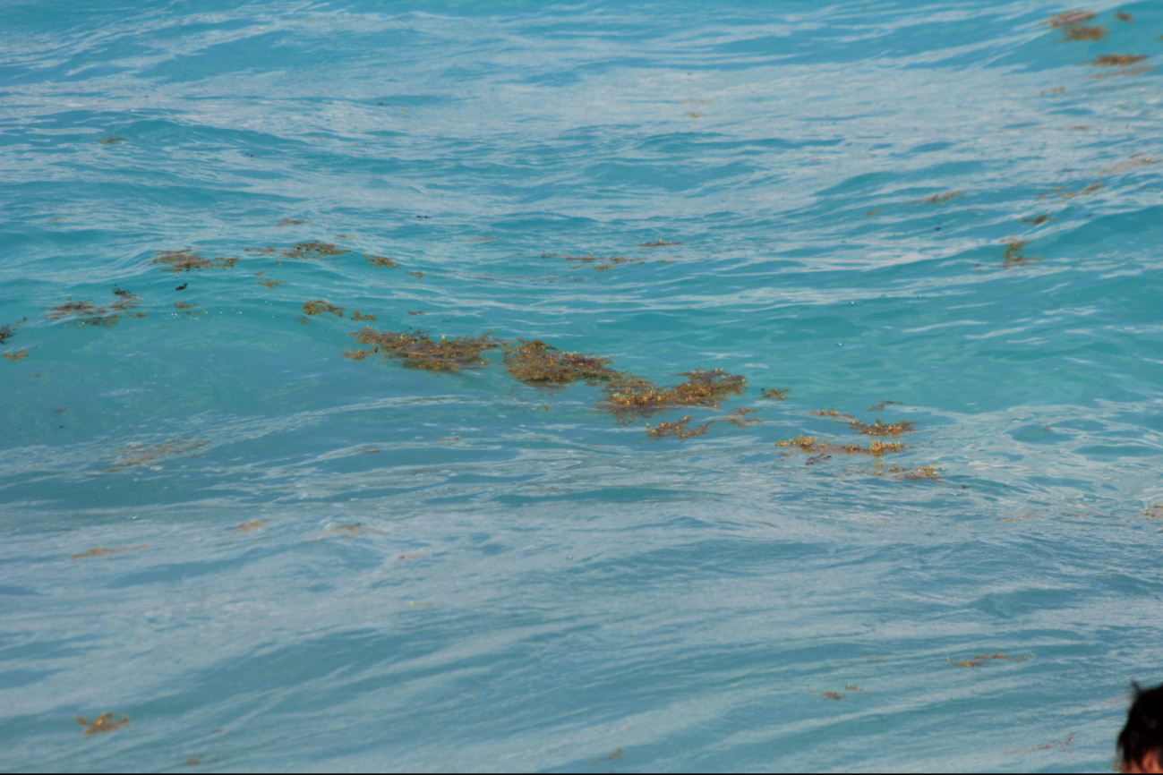 La macroalga no sólo afecta el ecosistema marino, también tiene efectos en la salud pública: irrita los ojos y vías respiratorias La macroalga no sólo afecta el ecosistema marino, también tiene efectos en la salud pública: irrita los ojos y vías respiratorias