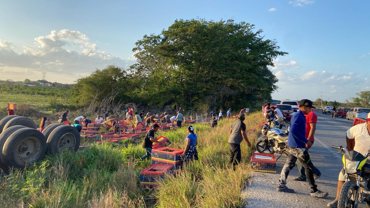 Rapiñan pollos vivos de tráiler volcado en la carretera Champotón–Campeche 