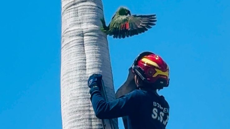 Rescatan a loro en Mérida tras haber quedado atrapado en una palma 