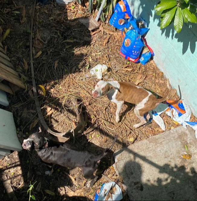 Crece el maltrato animal en Campeche: Denuncias aumentan 125%   