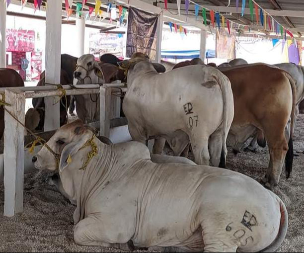 Sedarpe confirma 10 casos de gusano barrenador en Quintana Roo Sedarpe confirma 10 casos de gusano barrenador en Quintana Roo