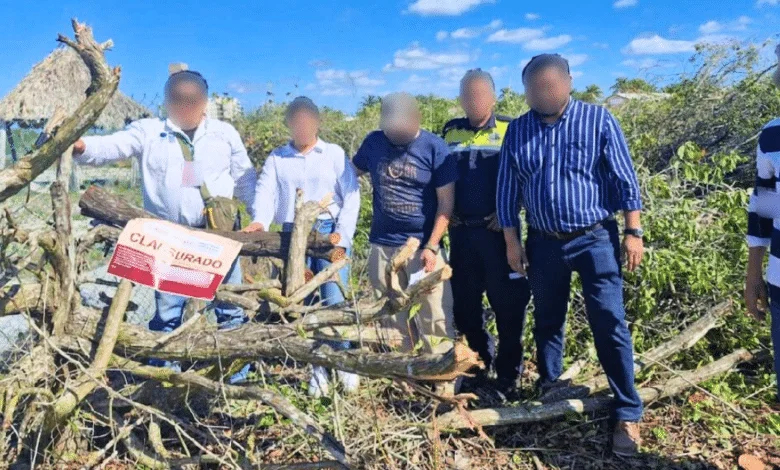  Profepa clausura un área de manglar en Sisal por la tala ilegal de 23 mil metros cuadrados 