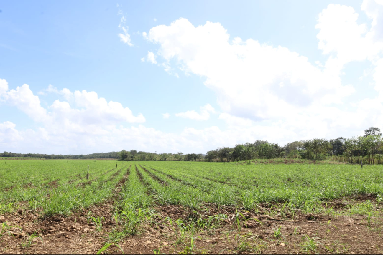 El número de cosechas será menos a comparación de otras temporadas