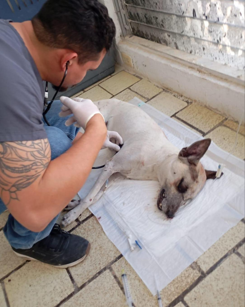 Antonio "N" podría pasar nueve años en prisión por matar a su perro en Chetumal