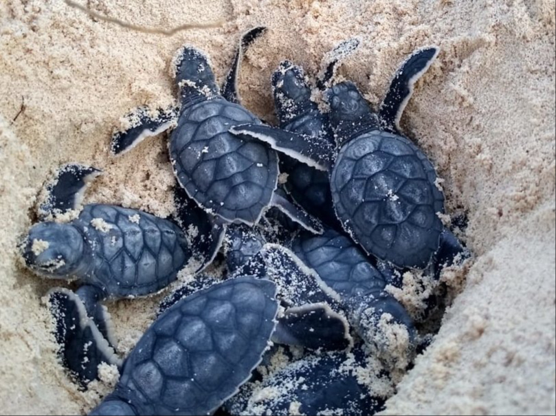 Conanp inicia  investigación por sustracción ilegal de crías de tortuga marina en Cozumel