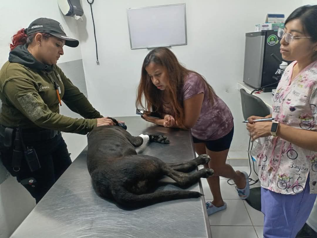 Investigan caso de un conductor que atropelló a una perrita con su camioneta en Kanasín