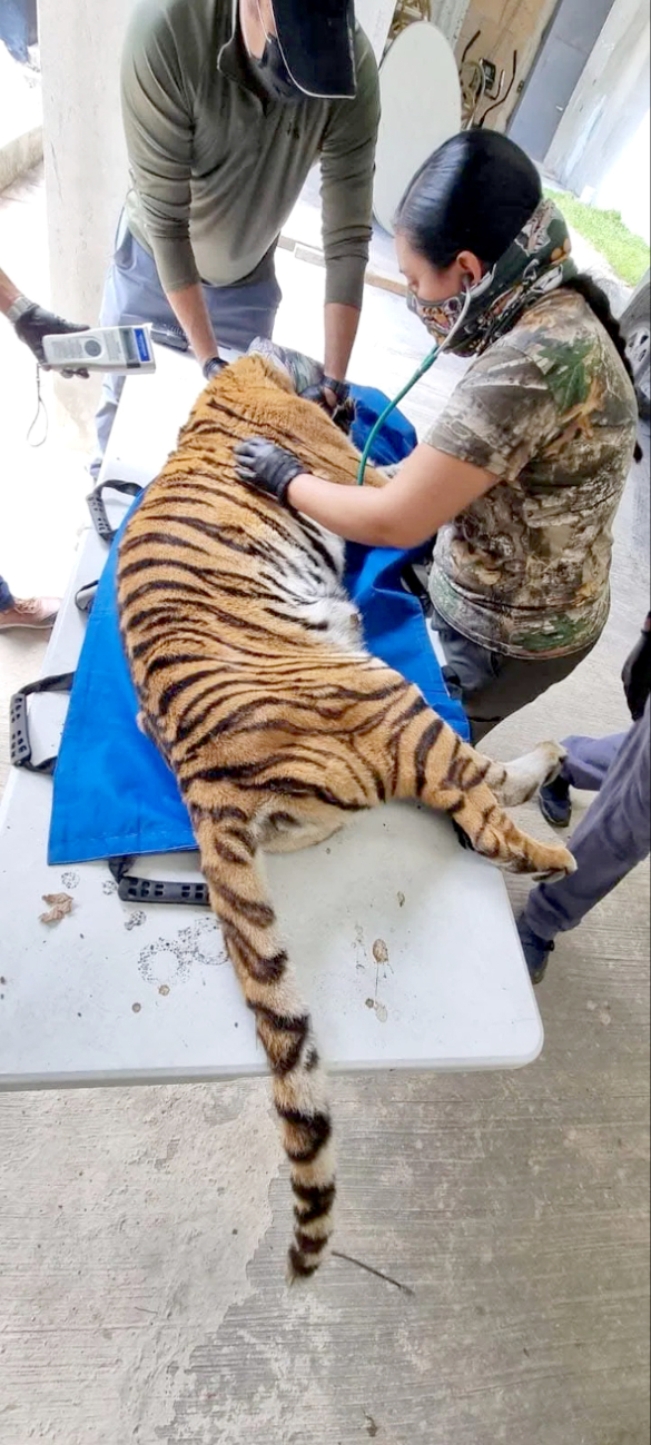 Este es el segundo caso en el que se asegura un ejemplar de esta especie Este es el segundo caso en el que se asegura un ejemplar de esta especie
