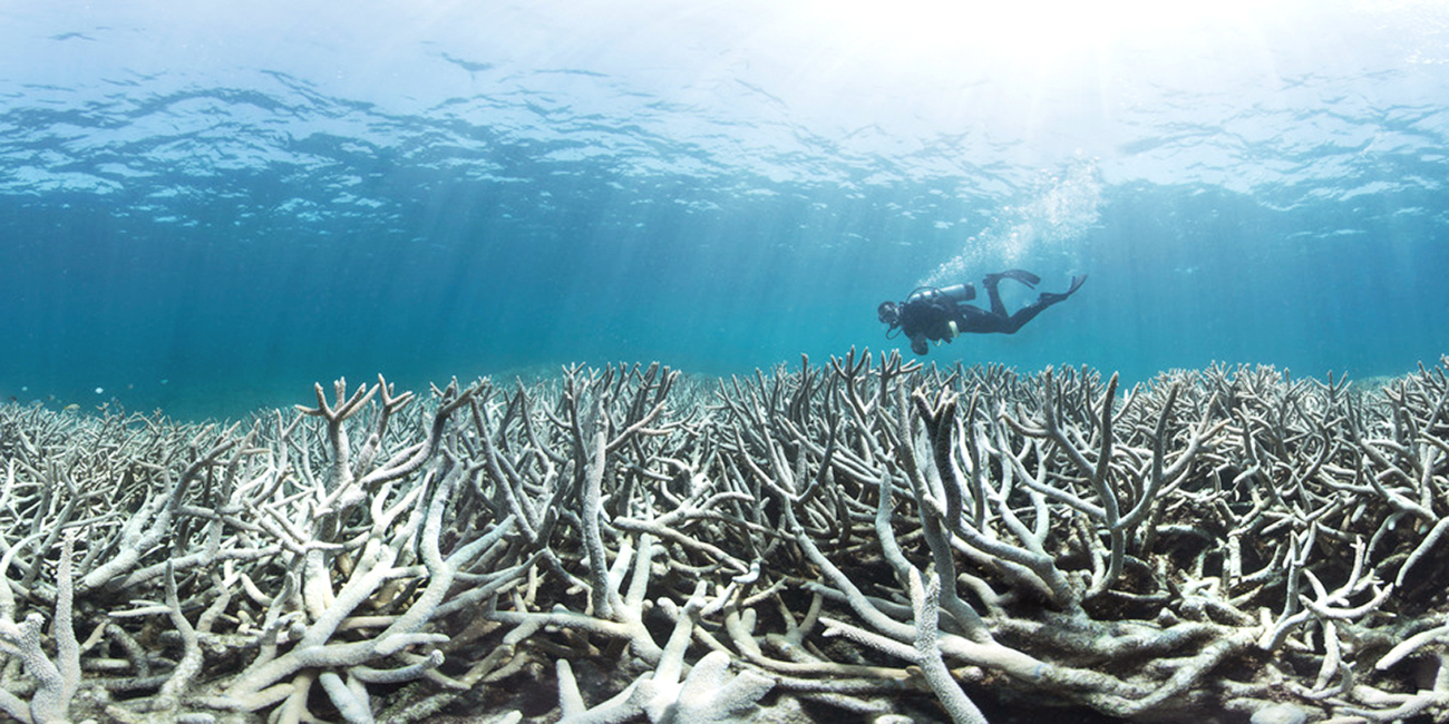 Mitad de los arrecifes del Atlántico peligran; detectan alto riesgo de extinción