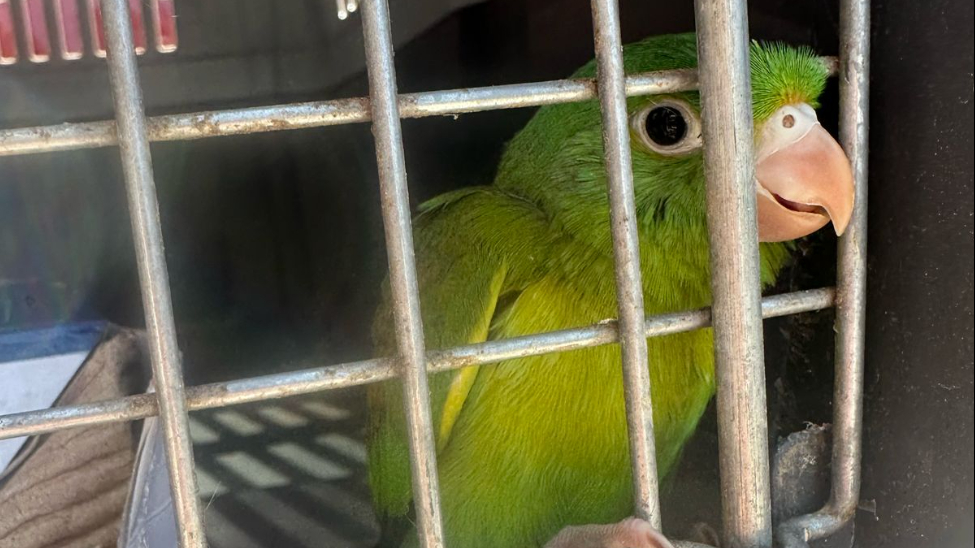 ¿Por qué es ilegal tener loros, pericos y guacamayas como mascotas en México?    