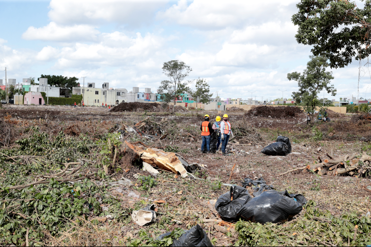 Quintana Roo registra una perdida de 200 mil hectáreas de selva por deforestación