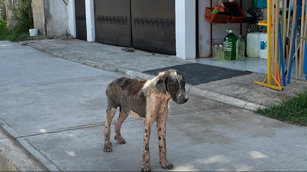 Autoridades necesitan tomar medidas adecuadas para lidiar con los caninos. Autoridades necesitan tomar medidas adecuadas para lidiar con los caninos.