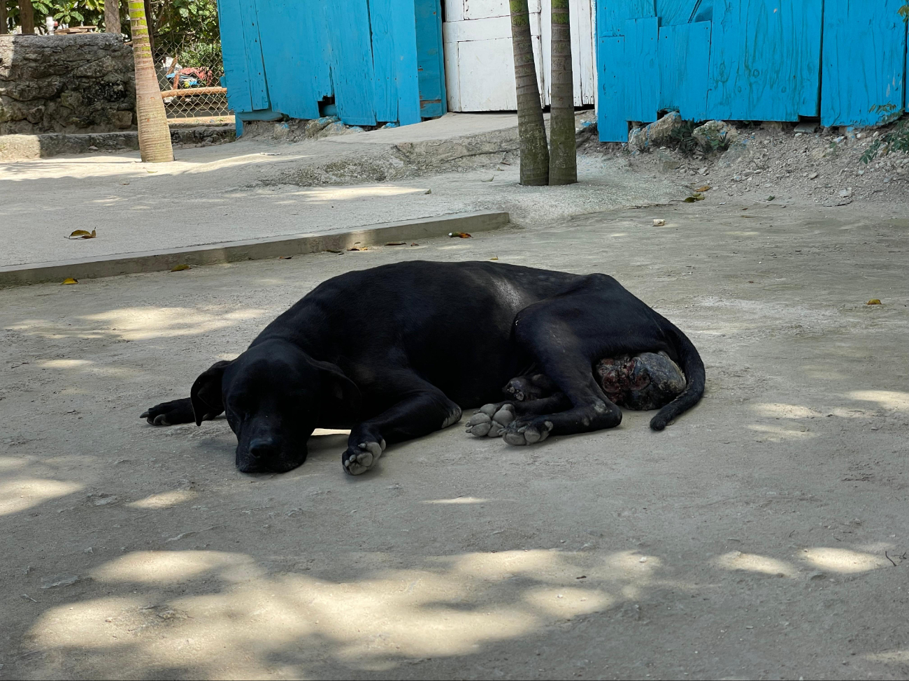 La problemática de perros callejeros se ve presente a través de todo el país. La problemática de perros callejeros se ve presente a través de todo el país.