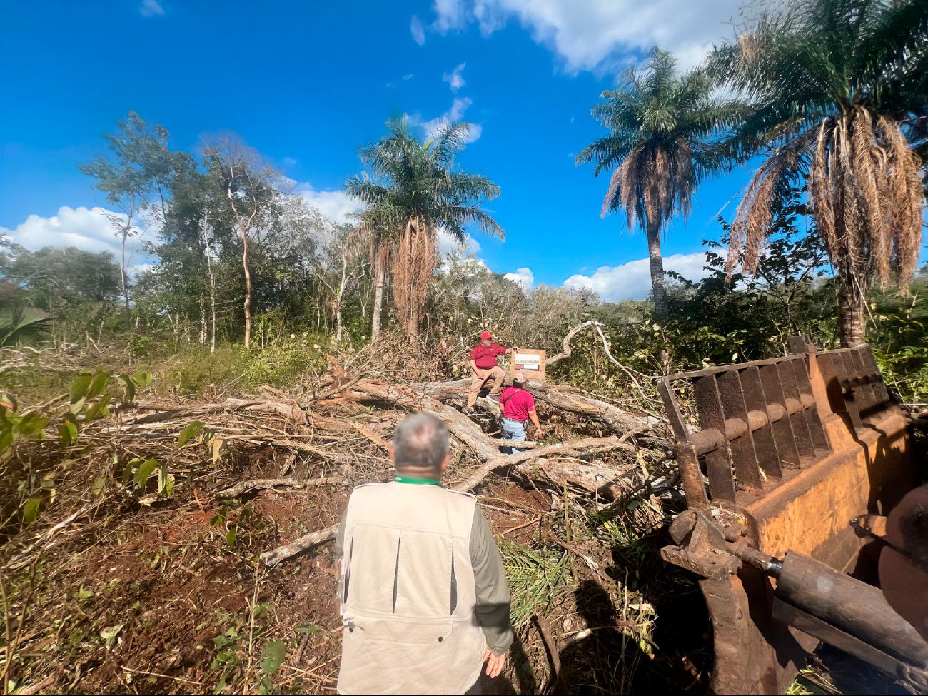 Menonitas deforestan 11 hectáreas de selva en Tekax; Profepa clausura las obras  