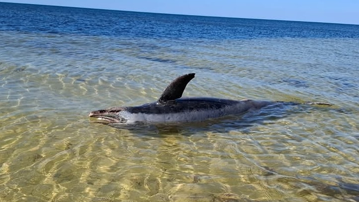 Encuentran cuerpo de  mamífero marino en la costa Norte de Yucatán     