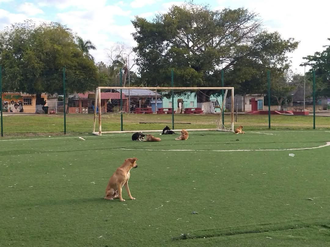 Debido al riesgo a la salud de los locales, se pide responsabilidad a dueños de los animales Debido al riesgo a la salud de los locales, se pide responsabilidad a dueños de los animales