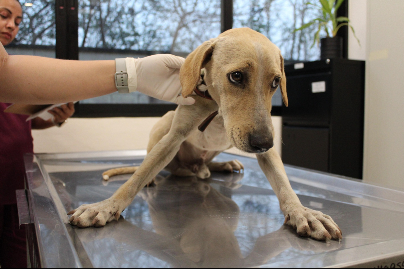 Los perros fueron trasladados a un veterinario municipal Los perros fueron trasladados a un veterinario municipal