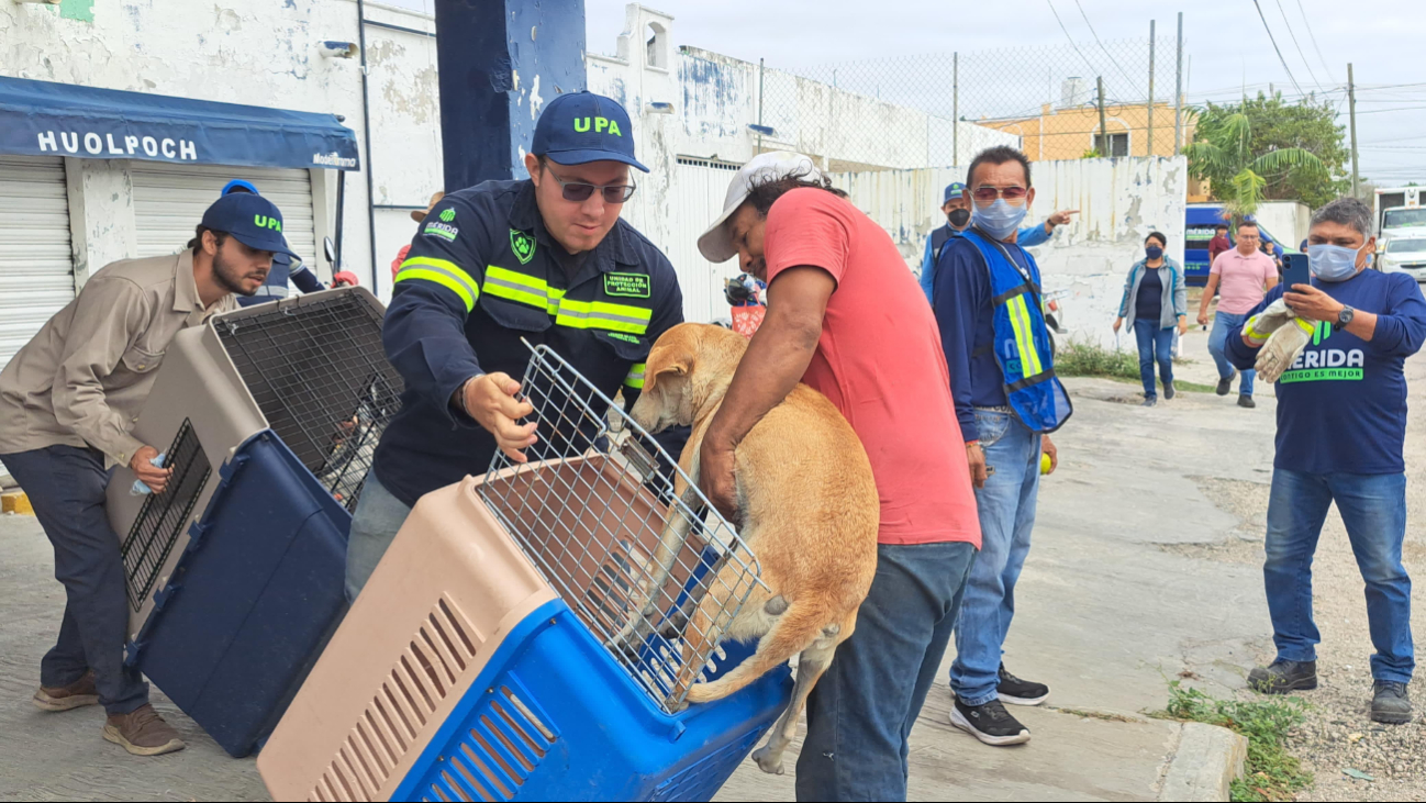 Cuatro perros que se encontraban en el domicilio fueron rescatados Cuatro perros que se encontraban en el domicilio fueron rescatados