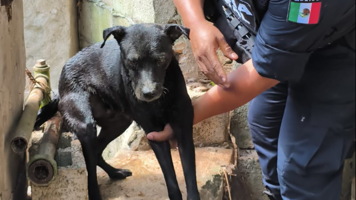 El lomito de nombre Black, fue rescatado con éxito El lomito de nombre Black, fue rescatado con éxito